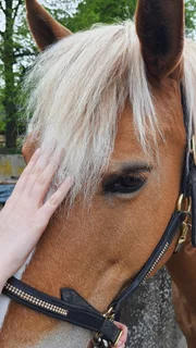 Nahaufnahme einer Hand, die die Stirn eines braunen Pferdes mit heller Mähne berührt