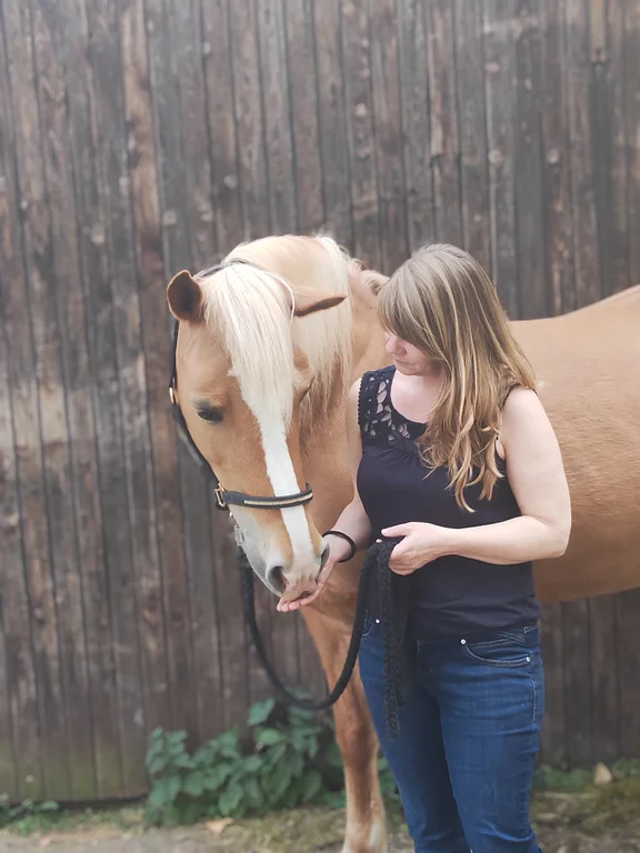 Pferd an Hand von Person