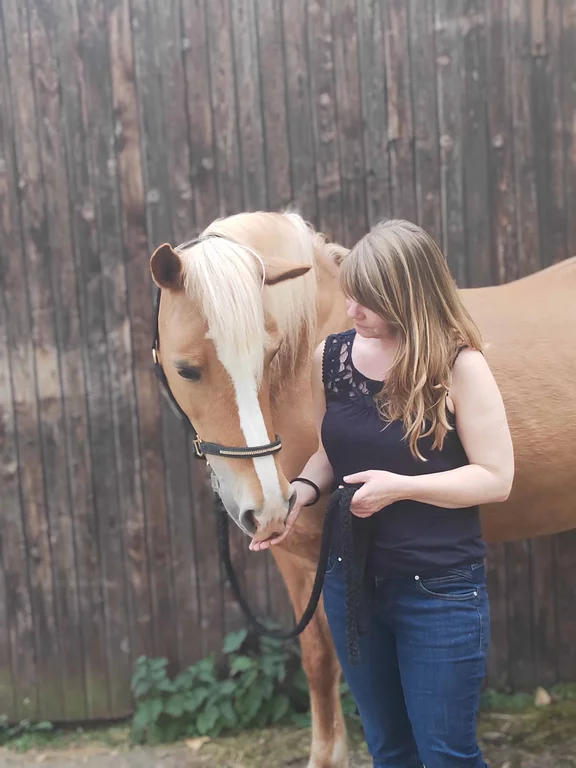 Pferd an Hand von Person