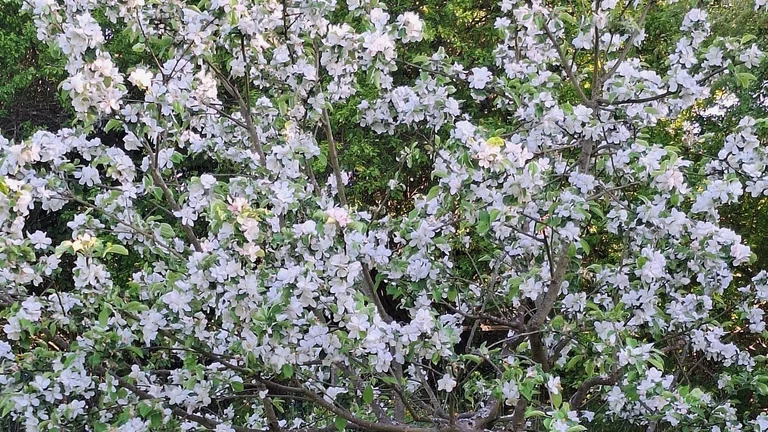 Nahaufnahme eines Apfelbaums in voller Frühlingsblüte