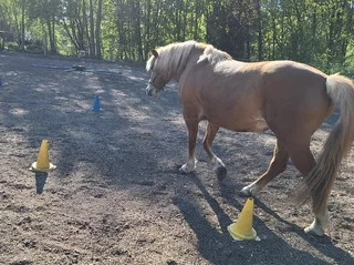 Braunes Pferd mit heller Mähne läuft zwischen gelben und blauen Pylonen